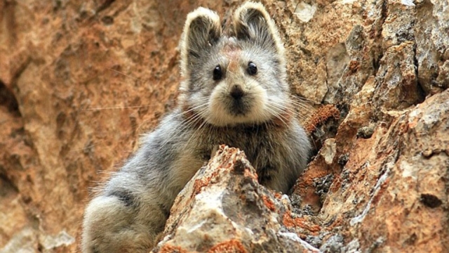 ili-pika